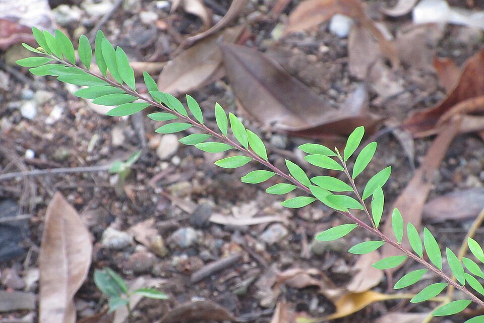 Bay Leaves