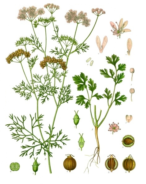 Coriander Seeds