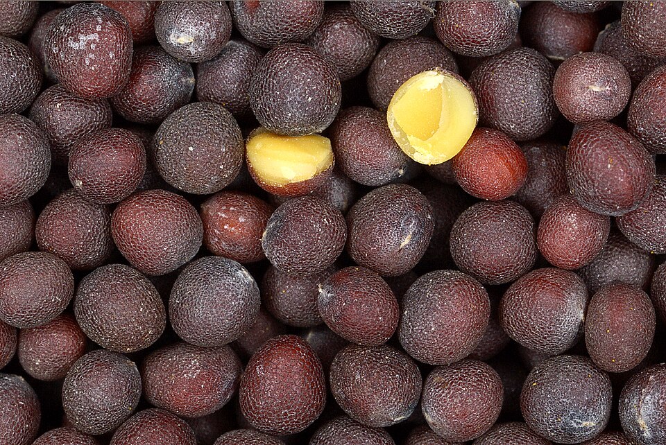Mustard Seeds