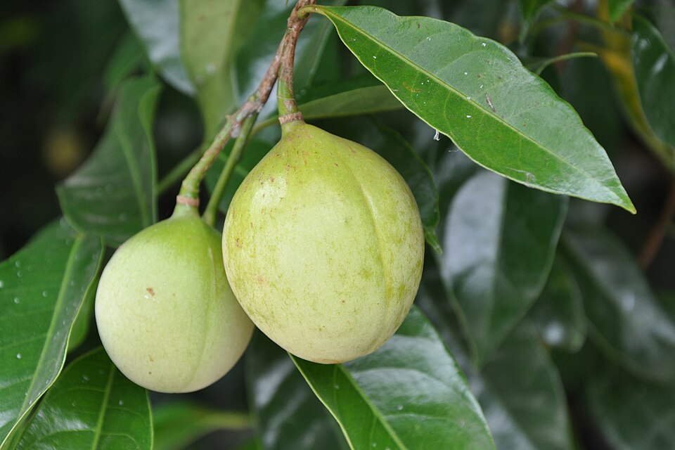 Whole Nutmeg